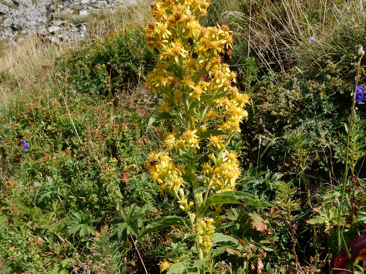 Solidago virgaurea subsp. virgaurea (Asteraceae)